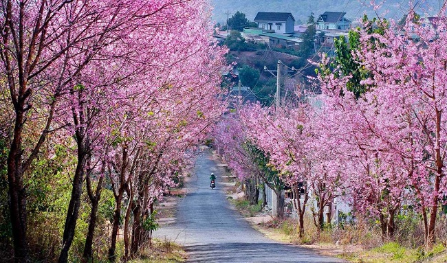 TOUR HẢI PHÒNG - ĐÀ LẠT THÀNH PHỐ MỘNG MƠ