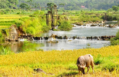 TRẢI NGHIỆM PÙ LUÔNG THANH HOÁ – MÙA LÚA CHÍN
